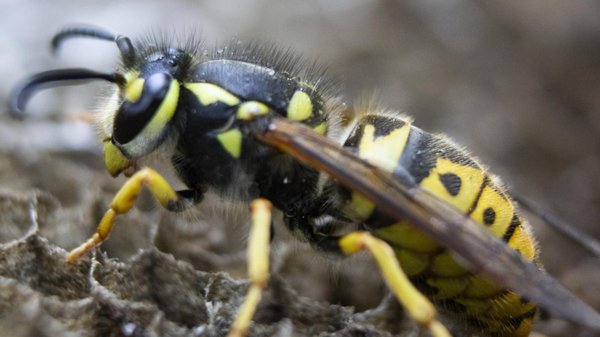 Tout savoir sur les guêpes de terre : taille, habitat et mode de vie